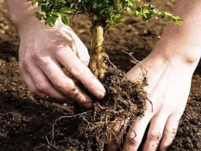 افزایش سهمیه کود یارانه‌ای در انتظار گلستان