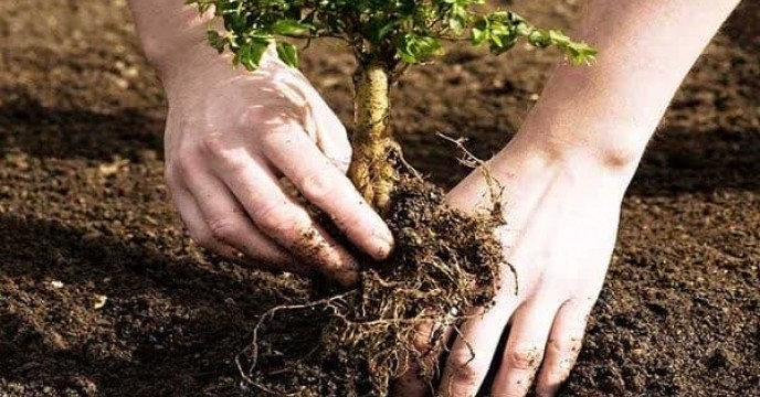 افزایش سهمیه کود یارانه‌ای در انتظار گلستان