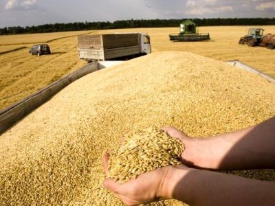 خرید بیش از ۱۰۰ هزار تن گندم در گلستان