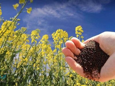 پرداخت مطالبات کشاورزان گلستانی تا ۴۵ روز دیگر