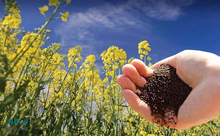 پرداخت مطالبات کشاورزان گلستانی تا ۴۵ روز دیگر