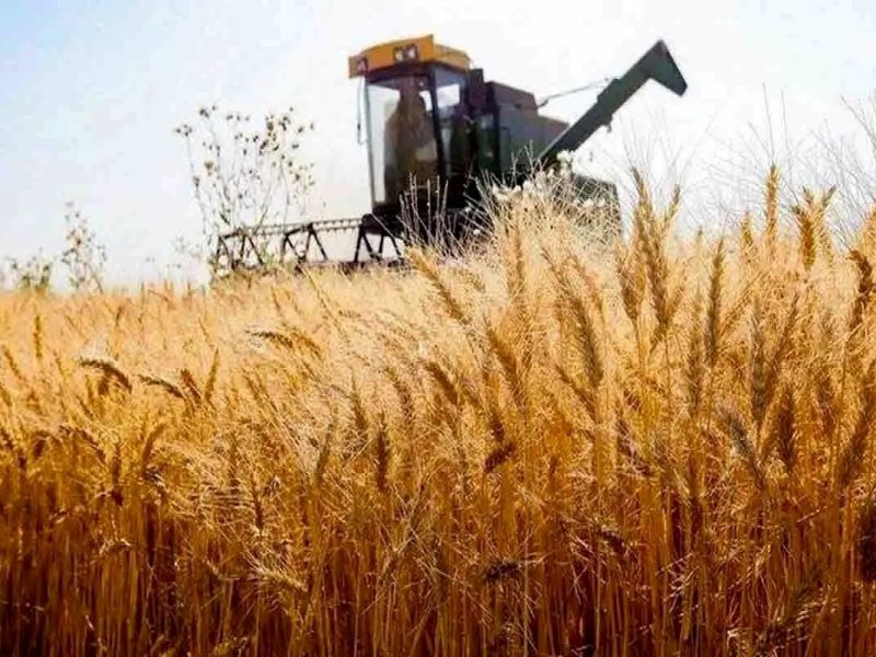 ۵۸۵ هزار تن گندم در گلستان خرید تضمینی شد