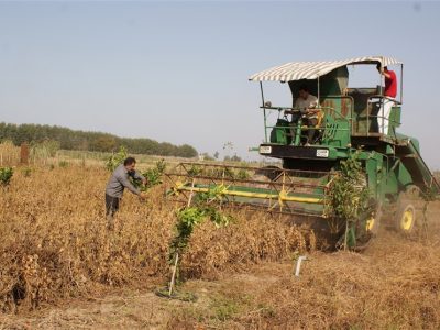 خرید تضمینی ۴۳ هزارتومانی دانه سویا در گلستان